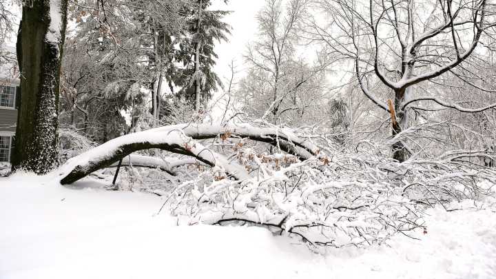 Use Fallen Twigs & Sticks In Your Yard To DIY A Standing Perch For Birds In Winter