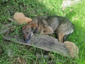 La titánica tarea de ubicarle un hogar a esta perrita, tras ser abandonada con sus cachorros en la vía Popayán