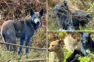 New theory about Chernobyl's blue dogs is disgusting