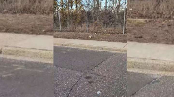 Man Pulls Over To Investigate Odd Shape On A New York Roadside And Uncovers A Life
