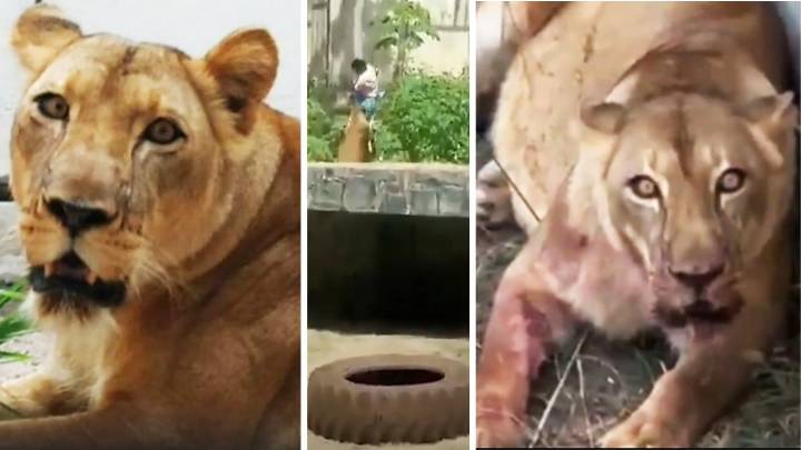 Brasil: Leona mató a un joven en un zoológico