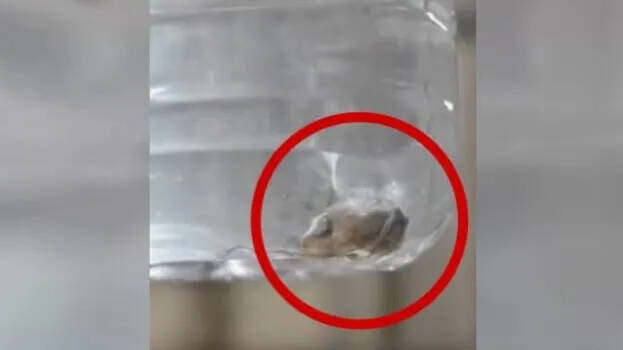 Youth seeks treatment after drinking bottled water, finds dead lizard in water