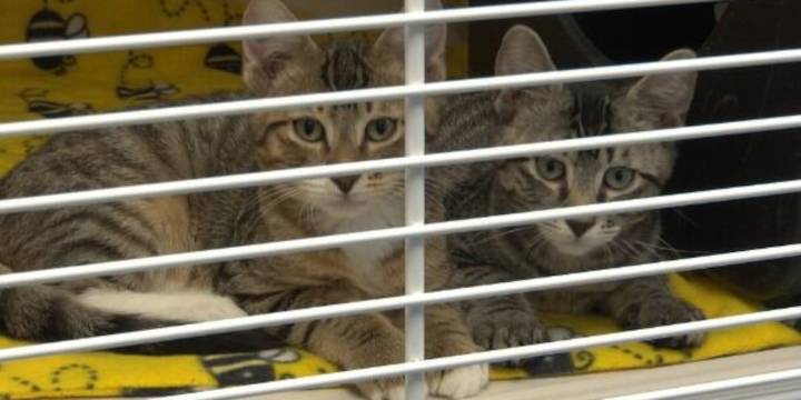 Jefferson Co. SPCA: Remember the animals this holiday season