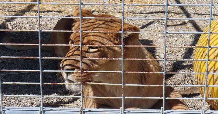 Ventura County animal sanctuary must pay $50K for housing lions, leopards