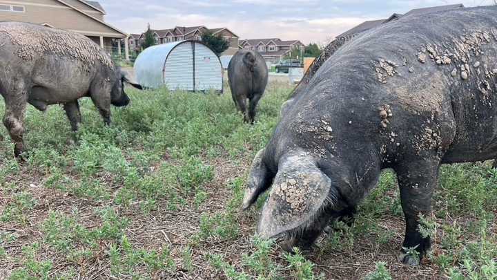 Fort Collins Calls In 600-Pound Hogs To Root Out Weeds; Are They Better Than Goats?