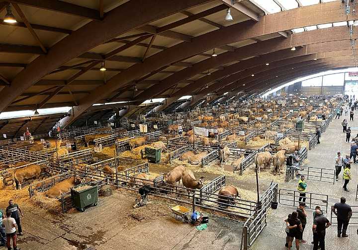 Ampliado el veto al mercado nacional de ganado en Siero hasta el 15 de diciembre