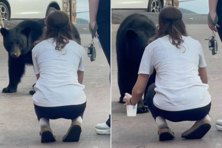 Man Films Tourist's 'Mind Blowing' Disregard for Safety As She Tries to Feed Bear
