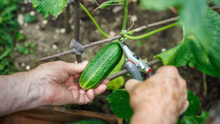 The Popular Herb You Should Avoid Planting Near Your Cucumbers