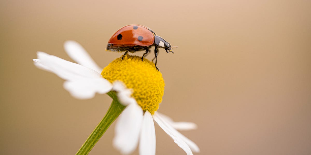 Ladybug Symbolism: 5 Special Meanings, According to Experts