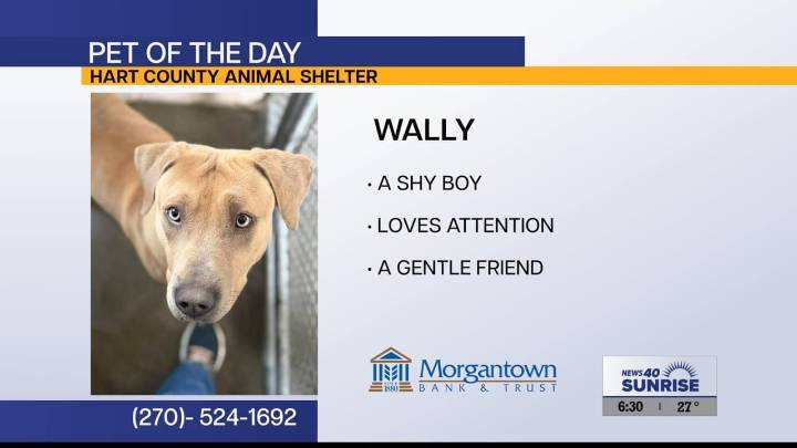 Pet of the Day: Wally