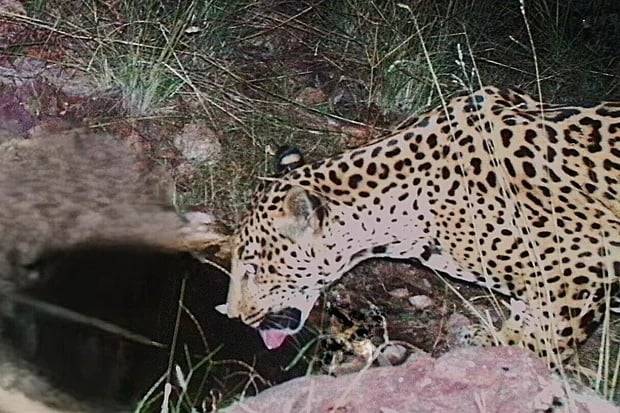 Jaguar spotted at watering hole in Arizona, 5th endangered cat seen in area over last 15 years