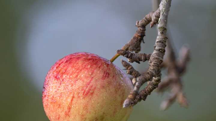 How apples played essential role in Smokies' harvest…