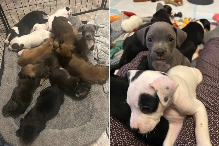 Puppy Who Watched All His Siblings Get Adopted, Gets Second Chance with Surrogate Family