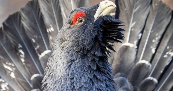 Rare bird that's bigger than a turkey can only be spotted in 1 part of UK 
