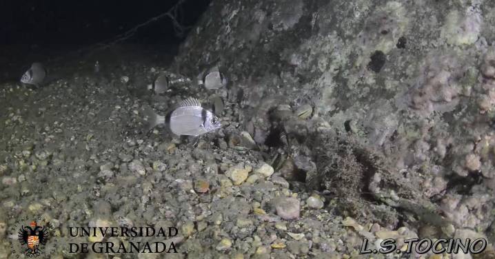 Ejemplares de mojarra en el litoral granadino