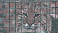 Indiana bobcat trapping season ends early