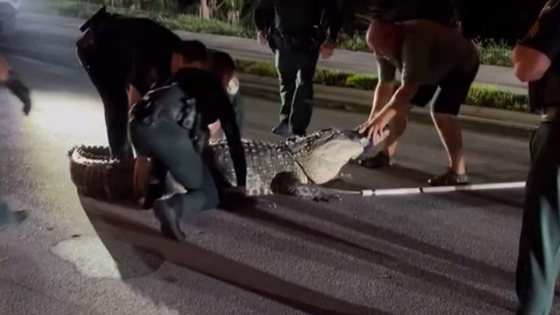 Watch: Removal of massive 14-foot gator requires help of 7 Florida deputies