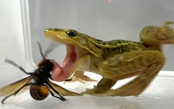 Cuando un avispón asesino se convierte en una comida sabrosa