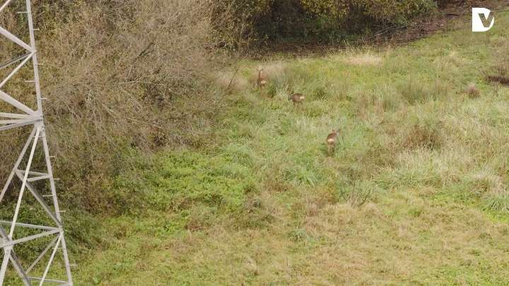 Donostia recibe la visita de una familia especial
