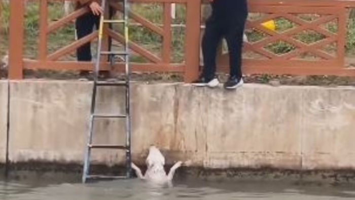 Rescate conmovedor: perro al borde de la muerte es salvado de las aguas heladas
