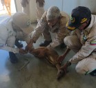 Rescatan venado matacán desorientado en zona urbana de La Guaira