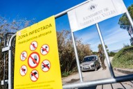 African swine fever outbreak suspected to have originated from lab leak