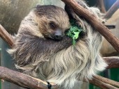 National Zoo Mourns Death Of Athena, Playful Sloth Known For ‘Zoomies,’ Playful Personality