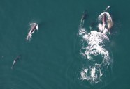 Orcas and dolphins team up: new study reveals multi