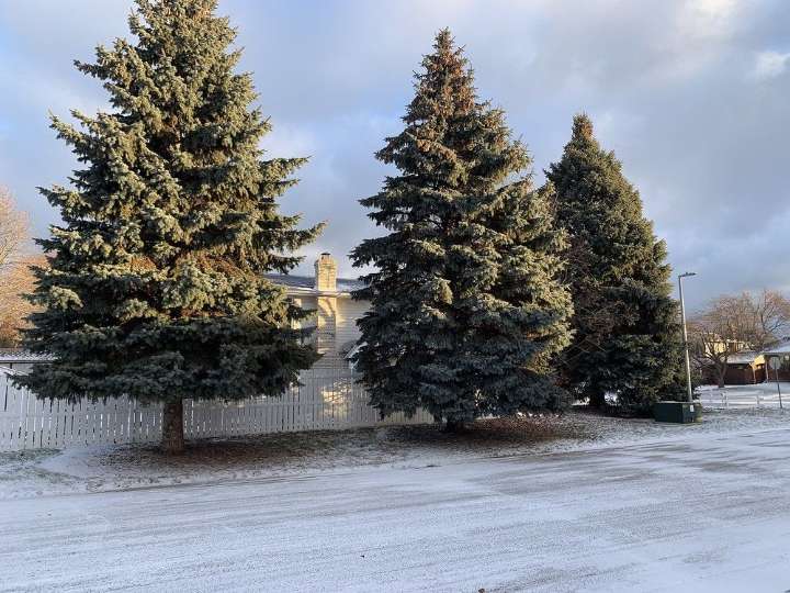 GARDEN CLIPPINGS: Right tree, right place | The West Elgin Chronicle