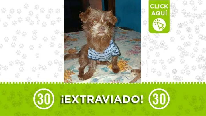 Canelo se perdió por Santa Elena: Su familia se encuentra muy preocupada