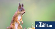 Red squirrels expand across Highlands after 10-year reintroduction drive