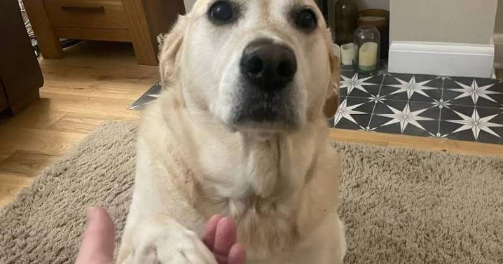 'My dog tested festive pigs in blankets treats and was begging me for more'