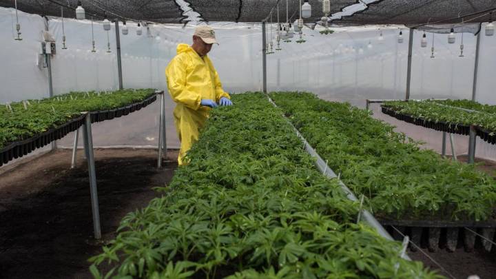 El golpe que sacude al cannabis medicinal en todo el mundo tras una nueva legislación de EE. UU.