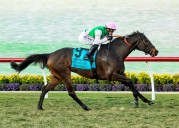 Del Mar’s fall season wraps with Segesta’s win in Matriarch Stakes