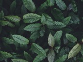 State pharmacy board votes to ban synthetic kratom