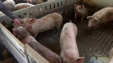 La OCU garantiza que la peste porcina no supone riesgo para la salud y llama a la calma ante los casos detectados en Cataluña