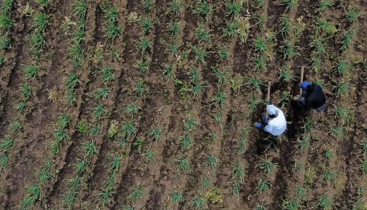 Gobierno de Gustavo Petro ha comprado 446.766 hectáreas de tierras en tres años