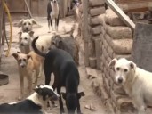 Barranco: más de 40 perritos buscan un hogar tras la pérdida del principal cuidador