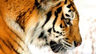 New book details the epic story behind the fight to save Russia’s Amur tigers