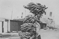 Presidente Petro encabezará en Ciénaga acto de memoria por la Masacre de las Bananeras