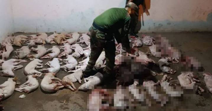 Secuestran 54 cabritos y lechones en un colectivo de larga distancia cerca de Las Lajitas