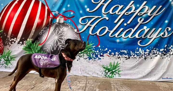 Cleveland APL launches 'Holiday Hope' event with $20 adoptions