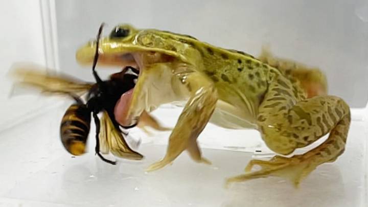Asian frog displays remarkable ability to wolf down poisonous Asian 'murder' hornets
