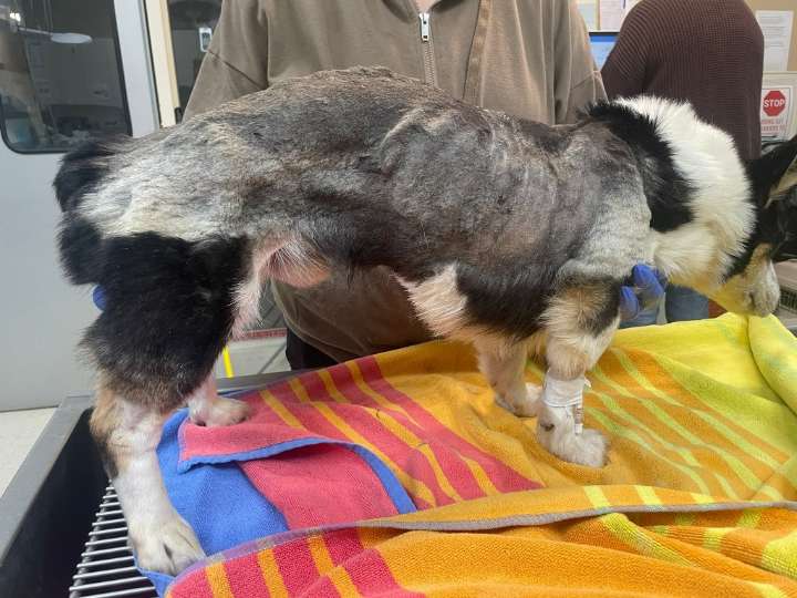 CT man, woman facing charges after police find two 'severely emaciated' dogs