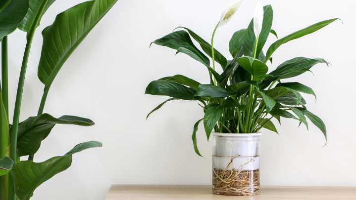 How Often You Should Fertilize A Peace Lily To Keep It Blooming For Years