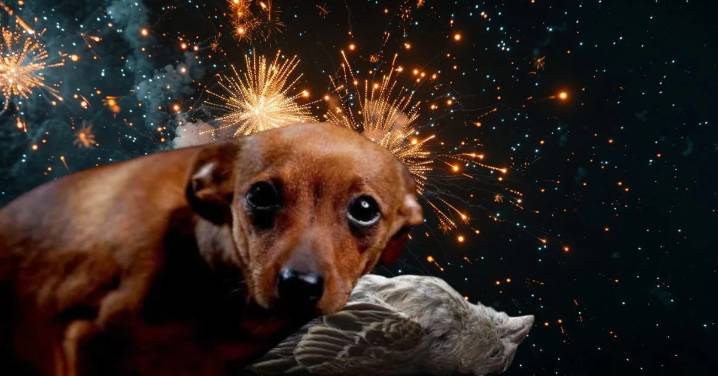 “Pólvora: el ruido que silencia”: animales del Quindío sufren estrés, desorientación y muerte por el uso de pólvora