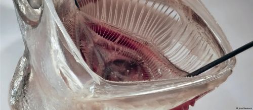 Diseñan un filtro contra microplásticos inspirado en un pez