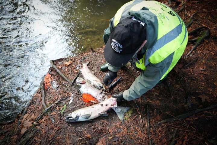 Hundreds of dead salmon still 'chock-full' of eggs found in Abbotsford, B.C., creek