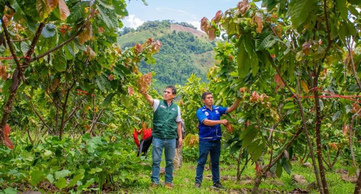 Vraem: Organizaciones de productores de cacao participan desde mañana en I Feria Internacional