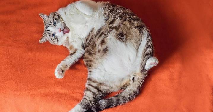 New GLP-1 Implant May Help Overweight Pets, Study Underway